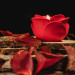 "Crimson Rose" premium candle